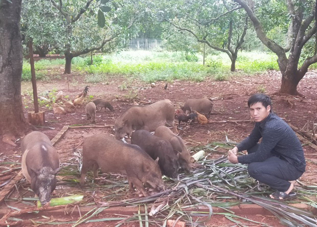 Lợn Brong Thịt